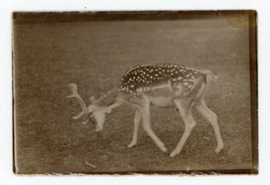 PHOTO amateur SNAPSHOT, un daim deer en marche mouvement bois - Picture 1 of 2