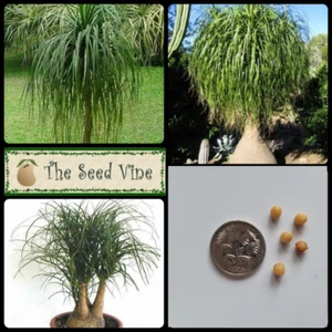 10+ PONYTAIL PALM TREE SEEDS (Beaucarnea recurvata) Tropical Indoor Succulent - Picture 1 of 4