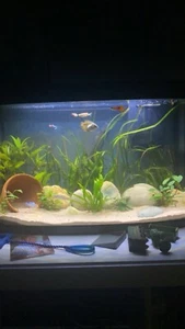 64 litre fish tank - Picture 1 of 1
