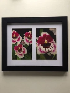 Miltonia "Pansy" Orchid Framed Flower Photos 11.25" x 9.25" - Picture 1 of 4