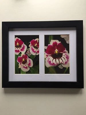 Fotos de flores enmarcadas de orquídea Miltonia "Pensamiento" 11,25" x 9,25" Foto 1 de 4