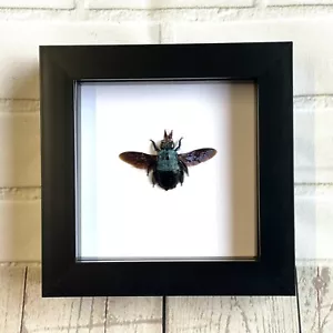 Blue Carpenter Bee (Xylocopa caerulea) Deep Shadow Box Rahmen Display Insect Bug - Bild 1 von 2