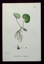 ASARUM EUROPAEUM, ASARABACCA, antique flower print, SOWERBY, 1902