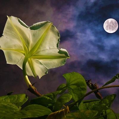 MOON FLOWER 5 Seeds Morning-Glory Ipomoea Alba Medicinal Sacred Shaman Plant - Image 1 of 4