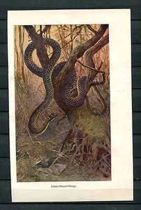 Coloré Tableau / Litho Um 1900 - Schmuckbaumschlange ( Jr) - Imagen 1 de 1