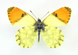 Unmounted Butterfly/Pieridae - Anthocharis damone karbalaye, M, Iran, A- - Picture 1 of 2