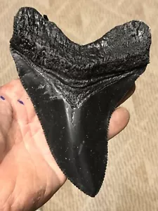 VERY NICE Megalodon replica tooth 6&1/2" serration black - Picture 1 of 9