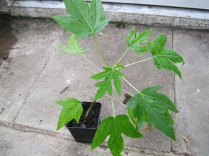 Purple Papaya - Jungpflanze - Bild 1 von 1