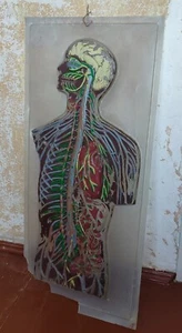 ODDITIES CURIOSITIES ORIGINAL VINTAGE PLASTIC ANATOMICAL MODEL POSTER - Picture 1 of 6