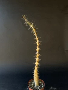 Rare Pachypodium saundersii – Kudu Lily Succulent Caudex Plant – Live Plant - Picture 1 of 3