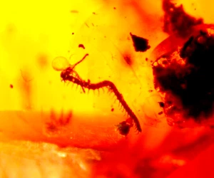 Ciempiés Cretácico con Ácaro en Birmita Ámbar Birmano Fósil de la Edad de los Dinosaurios - Imagen 1 de 9