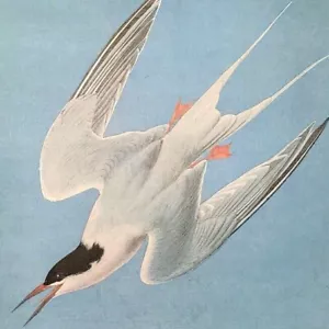 Piatto libro vintage John James Audubon Birds ROSEATE TERN stampa artistica 297 - Foto 1 di 3