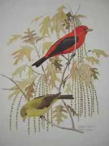 Arthur Singer Scarlet Tanager Edición Limitada Estampado Artístico Firmado - Imagen 1 de 1