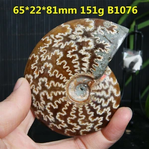 B1076-151g Natural Amonita Fósil Caracola Cuarzo Cristal Espécimen Reiki Curación - Imagen 1 de 8