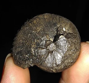 ¡INCREÍBLE AMONITA!¡TRIÁSICO GRIESBACHITES DE TIMOR, INDONESIA 30MM - Imagen 1 de 6