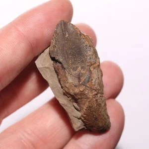 Fósil de diente Triceratops sin erupción de doble raíz - de la formación Hell Creek - Imagen 1 de 12