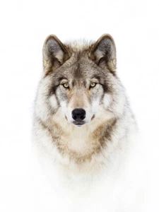 Retrato de lobo de madera por Jim Cumming Western Wildlife fotografía impresión de giclee - Imagen 1 de 3