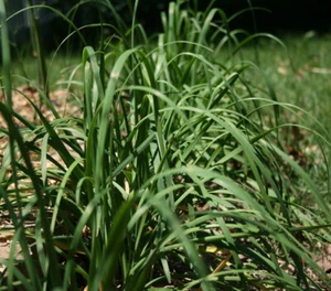 250+Garlic Chives  seeds(Allium tuberosum) Chinese Chives vegetable Jiu Cai  USA - Picture 1 of 2