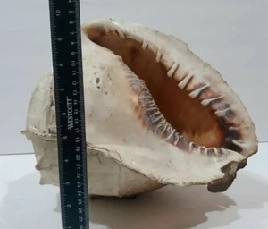 Large Antique Conch Shell Beautiful Decor Bring the ocean to you Ultra Rare Size - Picture 1 of 12