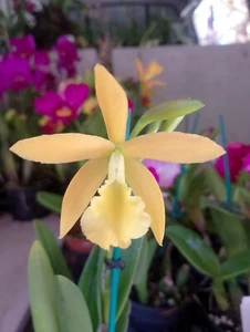 FPOrchids Cattleya Chz. Hsinying Naranja 'Golden Sunshine' mc - Flowering Size - Picture 1 of 2