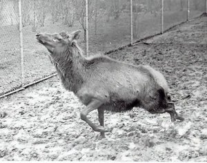 1939 Original Photo Belle Isle Zoo elk deer "George" runs after loosing antlers - Picture 1 of 2