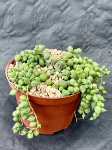 Senecio Rowleyanus - Bild 1 von 1