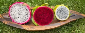 Drachenfrucht Dragonfruit Rot Lila Gelb je 10 Samen Pitahaya Obstsamen Kaktus - Bild 1 von 5