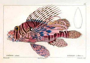 Decorative Poster.Home Room interior wall art design.Lion Fish illustration.7851 - Picture 1 of 1