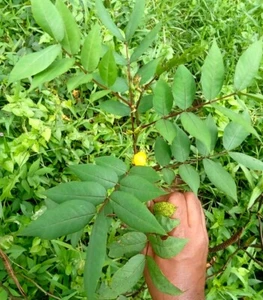 Rare Herb Cassia Occidentalis Coffee Senna Leaves Plant Ceylon Tea  Natural - Picture 1 of 7