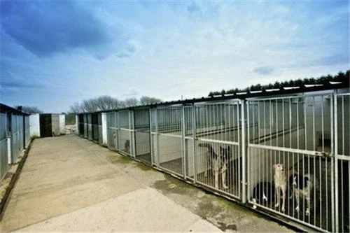 Business Plan: Start Up DOG KENNEL & BOARDING FACILITY - Image 1 of 1