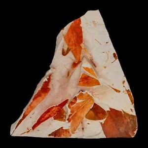 4,1 Zoll detaillierte Glossopteris Browniana fossile Pflanze Blätter Permzeit Australien - Bild 1 von 5