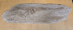 Vintage WALT HARNED Driftwood Carved Signed Artist Estate Ohio Picture - Picture 1 of 6
