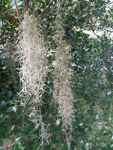 Old Mans Beard Spanish Moss 20g Bag FREE POSTAGE. - Picture 1 of 1