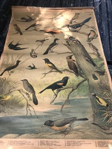 Old Maine Estate 1898 Audubon Vogelkarte #1 Roll-Up Wandposter - Bild 1 von 13