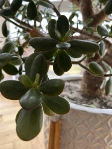 Jade Money Plant Crassula Ovata Fresh Leaf Cuttings - 10 Fresh Pcs - Picture 1 of 4
