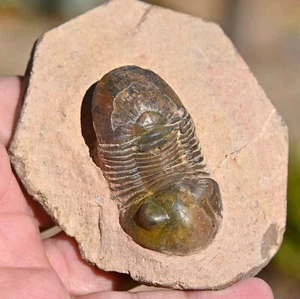 Fósil de trilobite, Paralejurus hamlagdadicus, de Marruecos #2 - Imagen 1 de 5