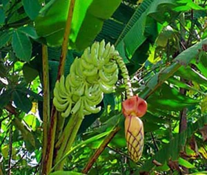 Musa thomsonii, rare banane exotique rustique, banane de Thomson - 10 graines - Photo 1/5