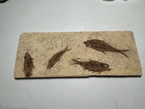 PECES FÓSILES PLACA MÚLTIPLE - Imagen 1 de 4