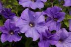 Pack de plantes bouchons panier Surfinia Trailing Petunia « bleu céleste » x6 