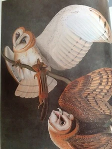 Barn Owl Audubon Print 11.5" x 15" Lithograph 234 - Picture 1 of 12