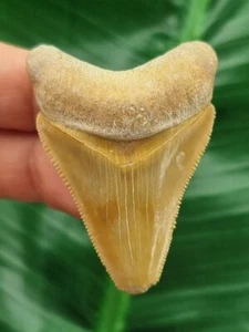 4,9 cm orange-brauner Zahn des Megalodon - Hai Zahn Fossil - Bild 1 von 7
