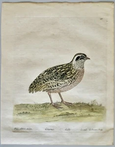 ELEAZAR ALBIN(1680-1742)-GRAVURE ORIG.XVIIIE-CAILLE - HISTOIRE NAT. DES OISEAUX - Foto 1 di 4