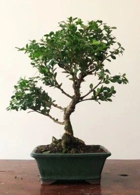 Box bonsai tree - Buxus sempervirens  (outdoor) Actual tree - Image 1 of 2