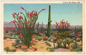 Postcard - A Bit of the Desert - Arizona - circa 1940s, Linen, Unposted (M5a) - Picture 1 of 2