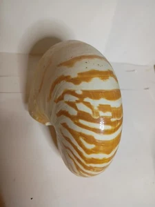 Gestreifter Nautilus pompilius. Muschel Natur 6,5" Maritim Strandmuschel BESCHÄDIGT - Bild 1 von 8