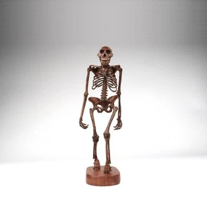 Lucy girl Ancient Ape Skeleton Model Statue 3D printing Model Display 9in - Picture 1 of 9