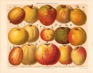 c1900 APPLE FRUIT ORCHARD VARIETIES COLOR CHROMOLITHOGRAPH @10x13 - Picture 1 of 2