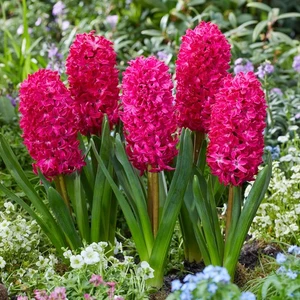 Hyacinth Scarlet Pearl Spring Bulbs - Highly Fragrant Flowers Outdoor Perennials - Picture 1 of 8