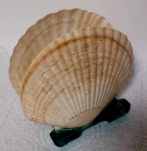 Seashell Napkin Holder with Lucite Acrylic Base Vintage MCM Shellco - Picture 1 of 5