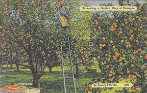 Vintage Florida Linen Postcard Harvesting A Golden Crop Oranges Citrus Ladder - Picture 1 of 2